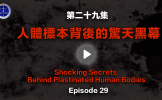 第29集 人体标本背后的惊天黑幕 第29集 人体标本背后的惊天黑幕